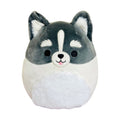 Squishmallow 8 Inch Paolo the Pomsky Plush Toy